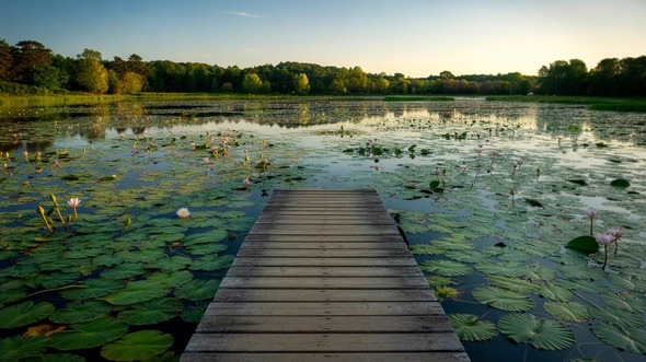 international waterlily collection